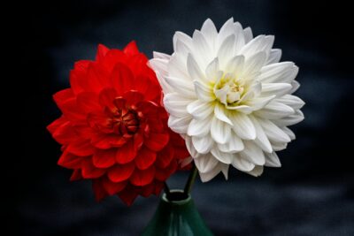 Types of red flowers