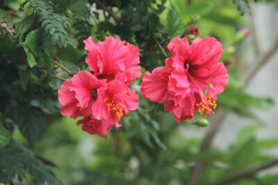 Types of red flowers