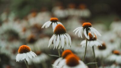 Perennial Herb Plants